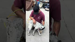 Video preview image #1 Mutt Puppy For Sale in Pasadena, CA, USA