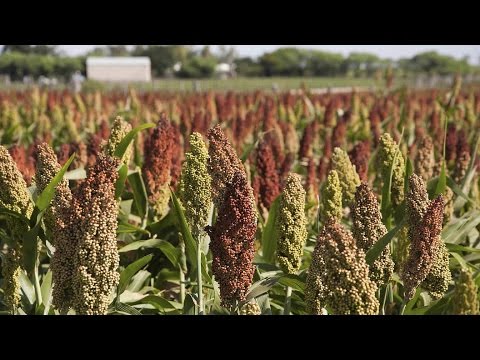 What Is Sorghum – Information About Sorghum Plants