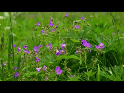 Summer inside of Nature of South Ural in Russia