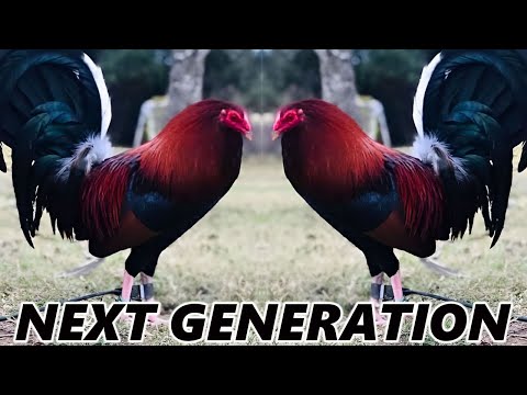 NEXT GENERATION !! Quality Birds Dustin Murphy Farm Visit