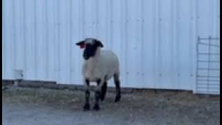 Johnson Club Lambs // Lot 11 // Tag 0131