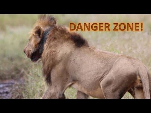 DEADLY SNARES - THE BATTLE OF MANYELETI'S LIONS