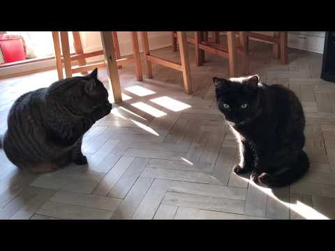 Cats that shower together, stays together forever 🤪