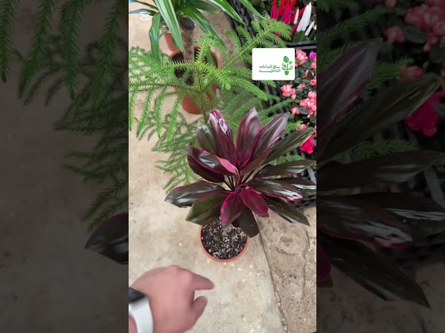 مجموعة 4 نباتات سهلة العناية