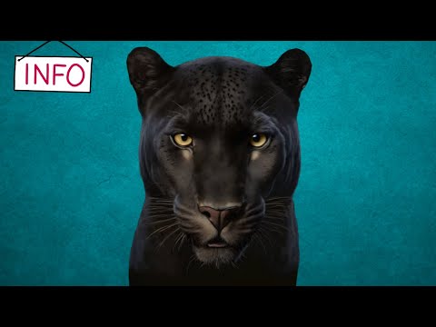 INFO: Eine neue Ära beginnt