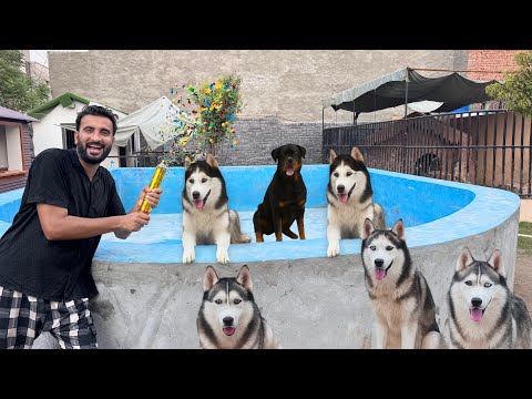 Dogs Give Away Winners Announce Hogae😍