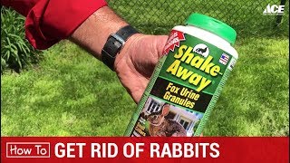 How To Get Rid of Rabbits - Ace Hardware