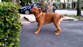 Imperial Grand Apache, sired by Titan de Stout!