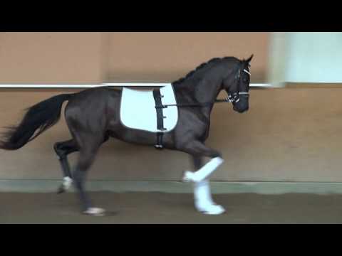 Stallion 2,5yo by Bretton Woods