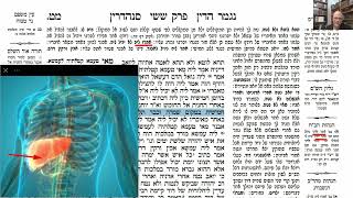 דף יומי מסכת סנהדרין דף מט Daf yomi Masechet Sanhedrin page 49  ע"י יוני גוטמן (שיעורי הדף היומי ב-20 דקות – מועבר ע"י ר' יוני גוטמן – לעילוי נשמת אביו ר' אלימלך צבי (צביקה) גוטמן ז"ל) - התמונה מוצגת ישירות מתוך אתר האינטרנט יוטיוב. זכויות היוצרים בתמונה שייכות ליוצרה. קישור קרדיט למקור התוכן נמצא בתוך דף הסרטון