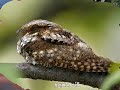 Whippoorwill - Ozark Mountain Daredevils