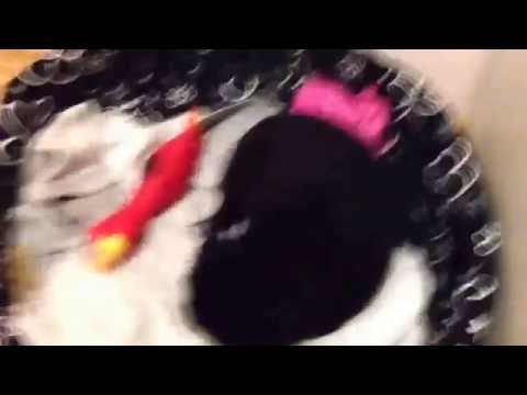 Uga buga martwy pies