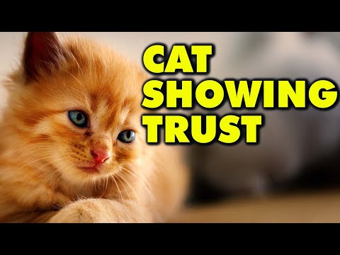How do you know your cat loves you? | Cat exposing belly | Caturday Daily