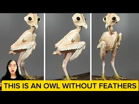 Owl Without Feathers