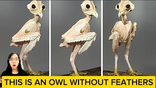 This is an owl without feathers