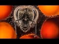 The first 21 days of a bee’s life | Anand Varma