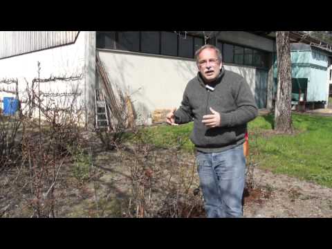 Probleme bei Heidelbeeren