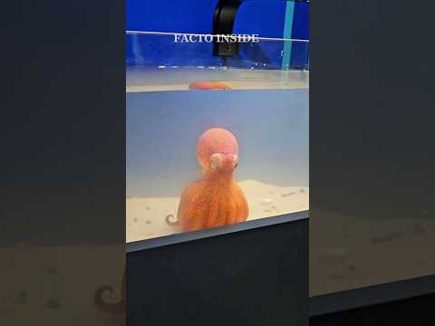 Они умнее 4-летних детей! На что СПОСОБНЫ осьминоги? 🧠🐙