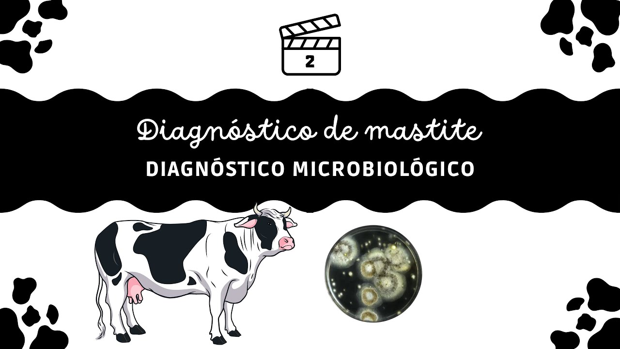 Diagnóstico da Mastite: #2- Diagnóstico Microbiológico