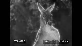 Australia (1948)