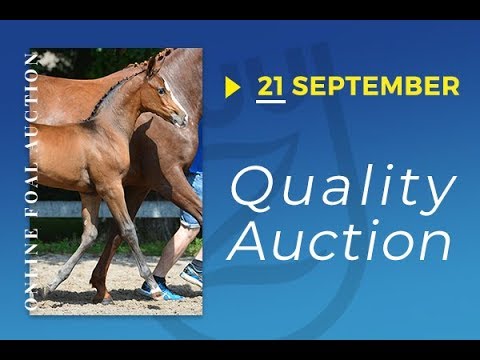 TIJUANA VAN SCHUTTERSHOF Z - Zangersheide Quality Auction 2019