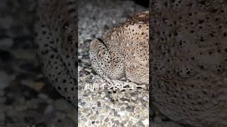 タイプーケットのカエル #ショート #travel #vlog