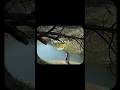 In Ankhon Ki Masti With Lyrics इन आँखों की मस्ती गाने के ब