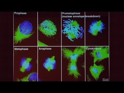 Genes, Genomes, and Human Disease Part 1