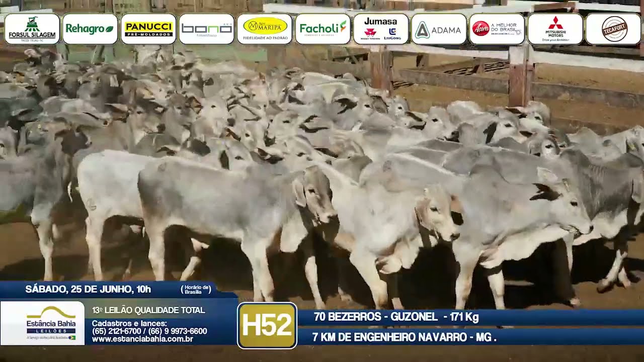 Vídeo LOTE H52 - 13º Leilão Qualidade Total 2022