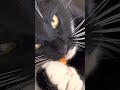Cute Tuxedo Cat Michael Chewing On An Ear Plug