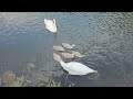 Swans in River Stoar