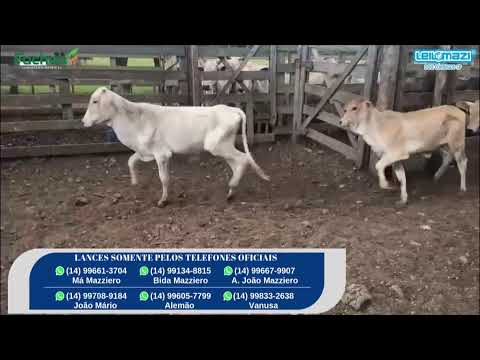 Leilão Leilomazi - Dois Córregos (28/01/2026)