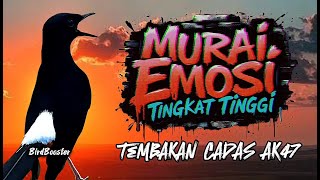 Download lagu KRETEKAN MURAI BATU EMOSI ISIAN KASAR TEMBAKAN AK47 JUARA NASIONAL mp3