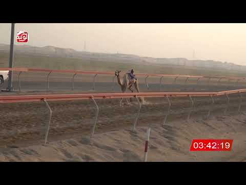  ش 6 (سياف) لـ ذياب سالم احمد بن دري الفلاحي 6:43 ، مهرجان العين 2026/07/12 حول وزمول سويحان