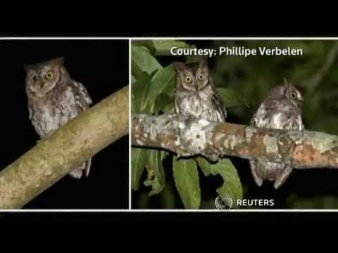 The Rinjani Scops owl Otus jolandae