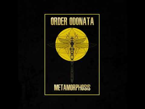 Bumbling Loons - Anisopteran