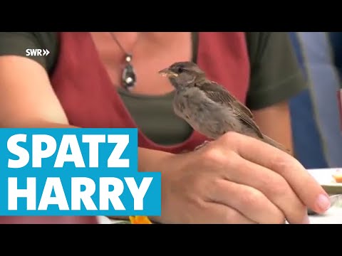 Kleiner Spatz Harry ist auf den Mensch gekommen