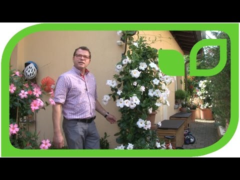 Lohnt es sich, Dipladenien zu überwintern?