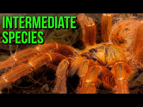 Unlocking the Secrets of Intermediate Tarantulas! Top 10 Species!