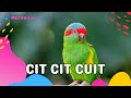 🔴 LAGU CIT CIT CUIT - Lagu Anak Anak | Lagu Anak Indonesia | Lagu Anak Balita | Lagu Anak Populer