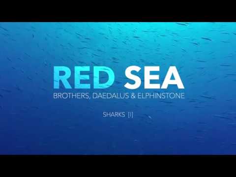RED SEA - Sharks [I] - Scuba Diving - 4K
