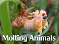 Molting Animals: Shedding Their Old Skin for a New Beginning