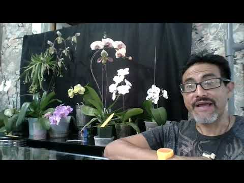 My blooming orchids. May 2021