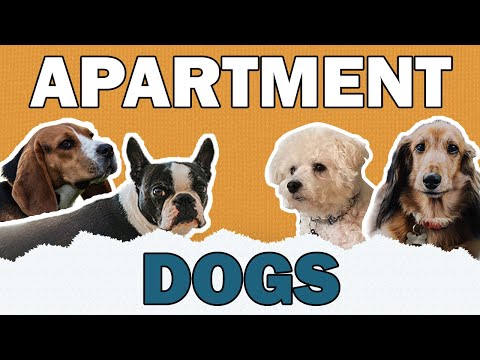 Best Apartment Dogs | CKC's Talkin' Dogs