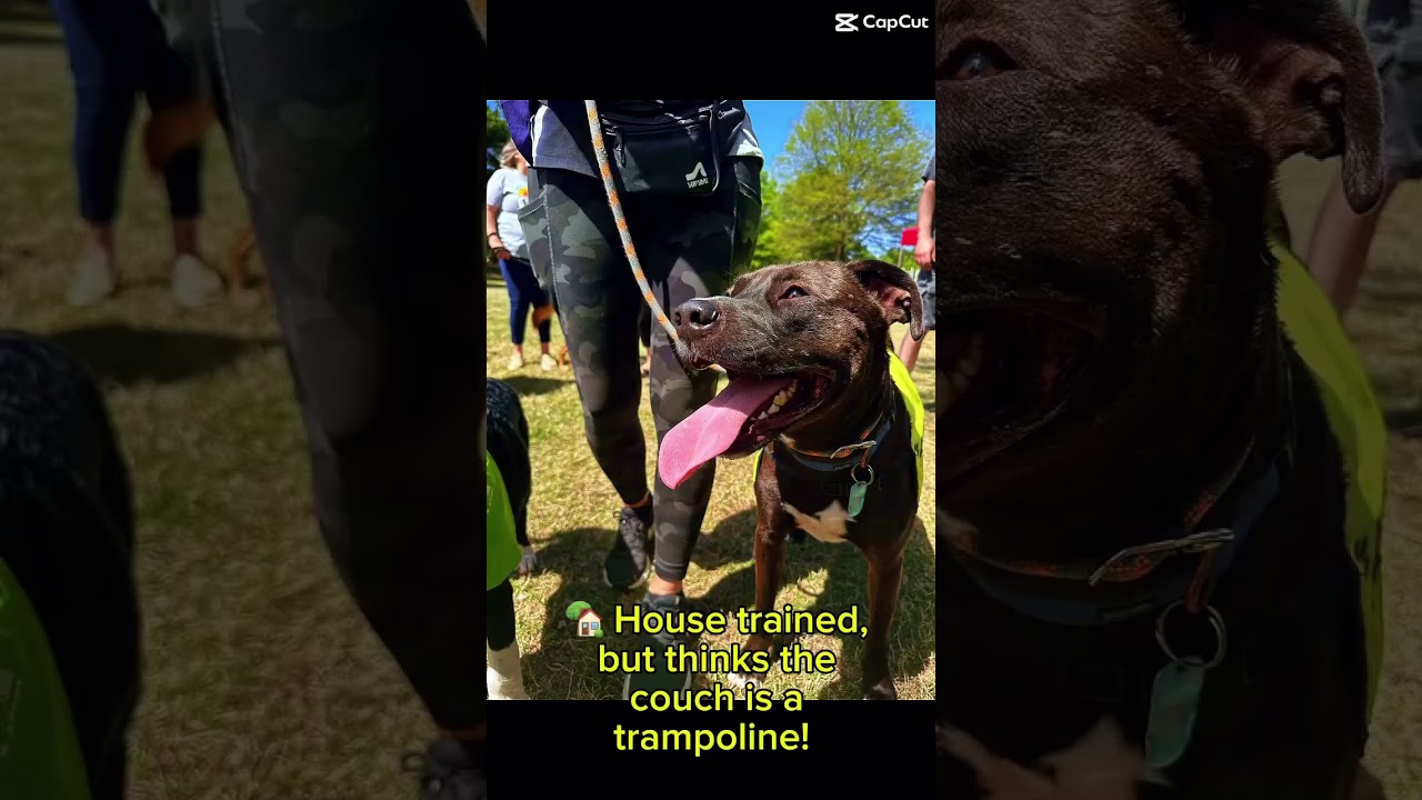 Ezra, a Adoptable mixed breed in Bartlett, TN video 6/6