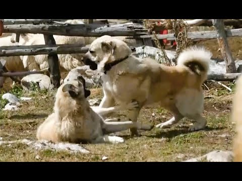 BJESHKA E RUSOLISË - Reportazh