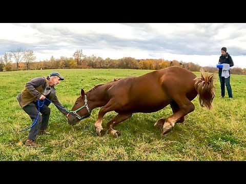 IT'S TIME TO CASTRATE OUR SUFFOLK PUNCH COLTS (PART 1) #394