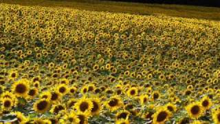 Enigma- endless quest