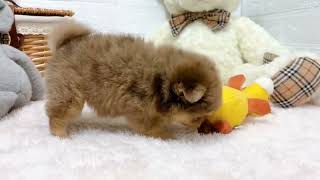 ハーフ犬の動画01