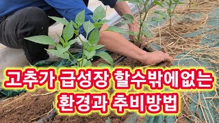 고추가 급성장 할수밖에 없는 환경과 추비 방법 고추심는 시기와방법,추비,중거름 재배방법,관수 인간극장,전원일…